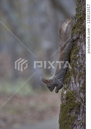 Ezoris spring 128812017