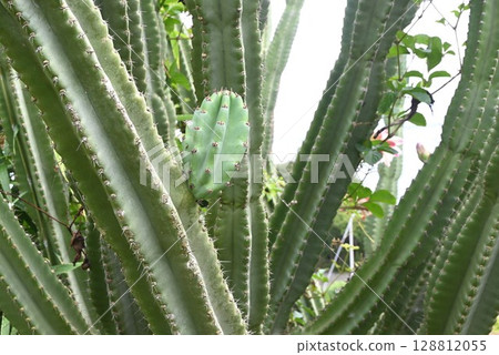 Yamakaru pillar/pillar cactus Yamakaru pillar/pillar cactus 128812055