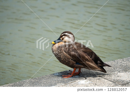 一隻斑嘴鴨子站在池塘邊 128812057