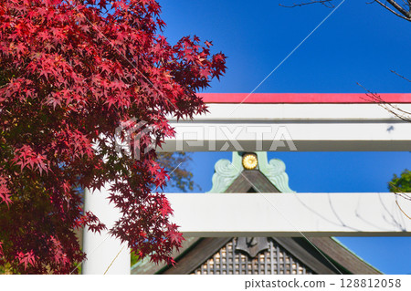 鎌倉神社美麗的鳥居和秋葉在藍天的映襯下(神奈川縣鎌倉市) 鎌倉神社美麗的鳥居和秋葉在藍天的映襯下(神奈川縣鎌倉市) 128812058