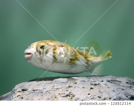 Southern Globefish 128812114