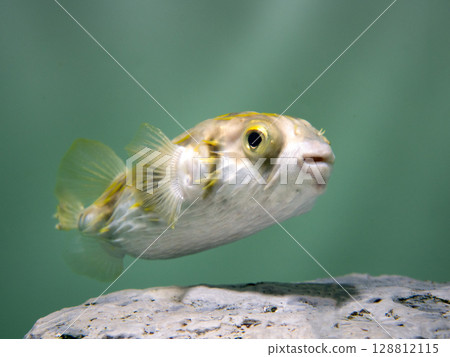 南方河豚 128812115