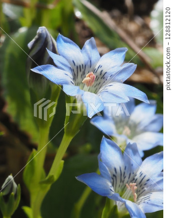 立山龍膽的花和芽(20250718082202) 立山龍膽的花和芽(20250718082202) 128812120