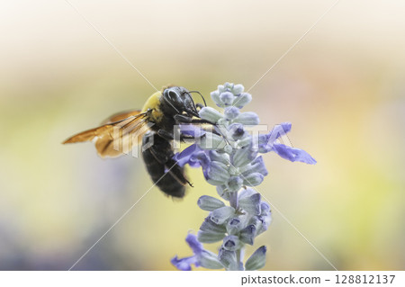 Salvia flowers and a cluster of carpenter bees 128812137