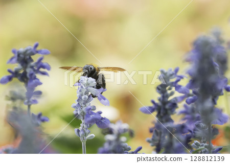 Salvia flowers and a cluster of carpenter bees 128812139