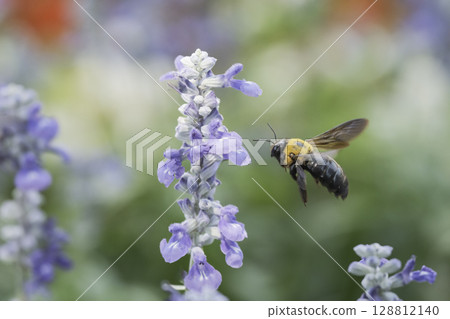 Salvia flowers and a cluster of carpenter bees Salvia flowers and a cluster of carpenter bees 128812140