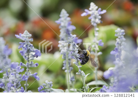 鼠尾草花和一群木蜂 鼠尾草花和一群木蜂 128812141