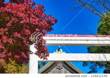 鎌倉神社美麗的鳥居和秋葉在藍天的映襯下(神奈川縣鎌倉市) 鎌倉神社美麗的鳥居和秋葉在藍天的映襯下(神奈川縣鎌倉市) 128812146