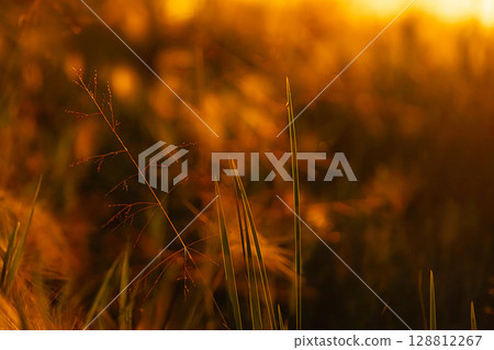 Close up of green grass and thin sprout with seeds in blurry orange light. Close up of green grass and thin sprout with seeds in blurry orange light. 128812267