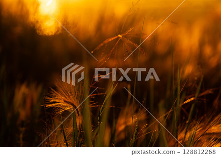 Close up of grass and wild flowers shimmering in golden sunlight. Close up of grass and wild flowers shimmering in golden sunlight. 128812268