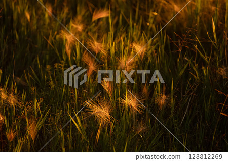 Green grass with golden foxtail plants. Meadow at sunset. 128812269
