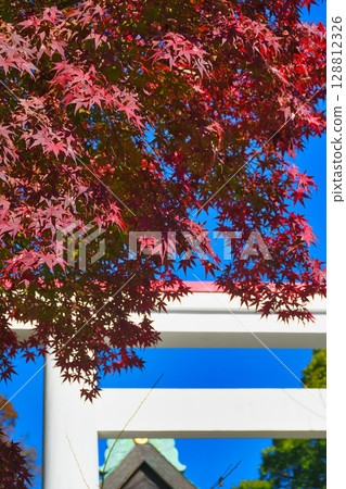 The beautiful torii gates and autumn leaves of Kamakura Shrine against the blue sky (Kamakura, Kanagawa Prefecture) The beautiful torii gates and autumn leaves of Kamakura Shrine against the blue sky (Kamakura, Kanagawa Prefecture) 128812326