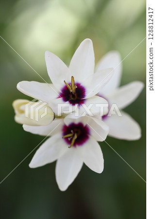 Ixia's Flower 128812417