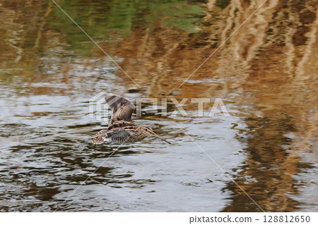 A flying snipe and water surface scenery A flying snipe and water surface scenery 128812650