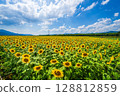 [Tokushima Prefecture] Sunflowers on Zennyuji Island 128812859