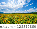 [Tokushima Prefecture] Sunflowers on Zennyuji Island 128812860