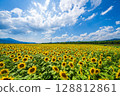 [Tokushima Prefecture] Sunflowers on Zennyuji Island 128812861