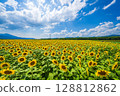[Tokushima Prefecture] Sunflowers on Zennyuji Island 128812862