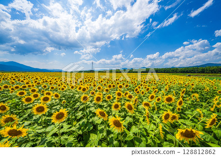 [德島縣] 善入寺島的向日葵 128812862