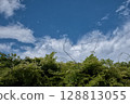 Blue sky and wisteria trellis 128813055