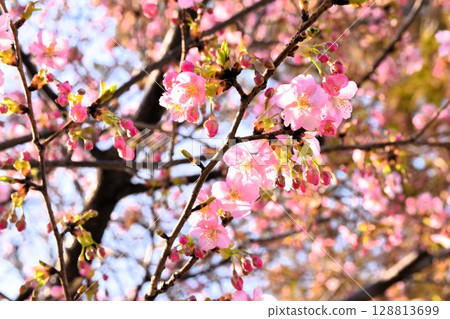 Cherry blossoms and buds shine beautifully in the sunset Cherry blossoms and buds shine beautifully in the sunset 128813699