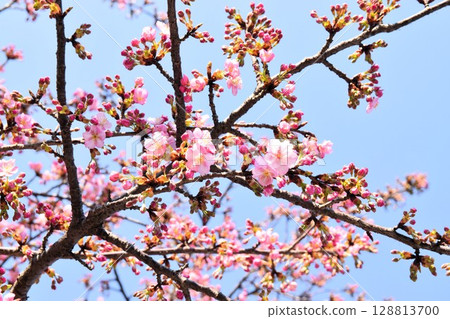 Pale pink cherry blossoms and blue sky Pale pink cherry blossoms and blue sky 128813700