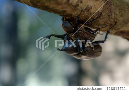 Beetles swarming around the ash tree, our symbolic tree Beetles swarming around the ash tree, our symbolic tree 128813711