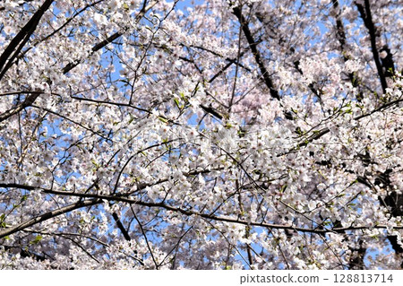 Cherry blossoms in full bloom 128813714
