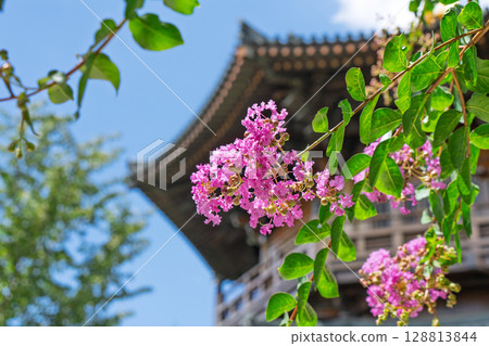 中國古建築前的粉紅紫薇花特寫 中國古建築前的粉紅紫薇花特寫 128813844