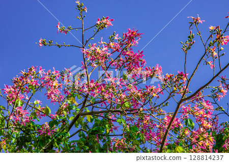 Tokkurikiwata Tokkurikiwata 128814237