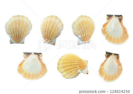 貝殼照片拼貼材質-9 128814250