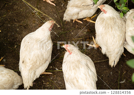 White broiler chicken standing on the ground. Domestic bird for meat production. 128814356