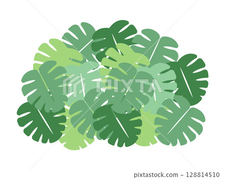 Monstera illustration 128814510