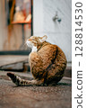Cat playing 128814530