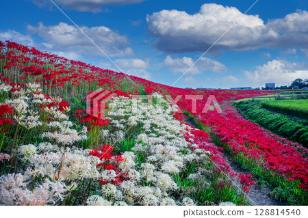 Cluster amaryllis Cluster amaryllis 128814540