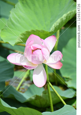 Lotus flower  128814726