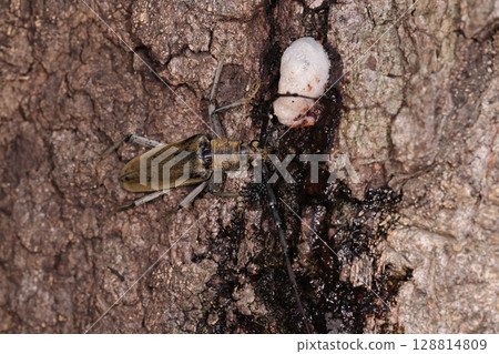 生物，昆蟲，宮道，全身覆蓋著綠褐色的絨毛。其特徵之一是前胸的皺紋。 128814809