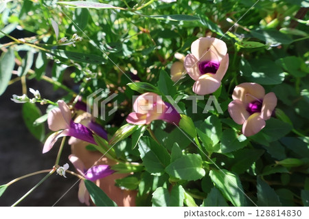 Super Torenia Rum Raisin Flower Super Torenia Rum Raisin Flower 128814830