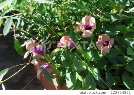 Super Torenia Rum Raisin Flower Super Torenia Rum Raisin Flower 128814831