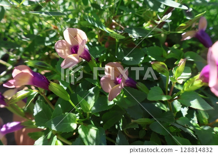超藍豬耳蘭姆酒葡萄乾花 128814832