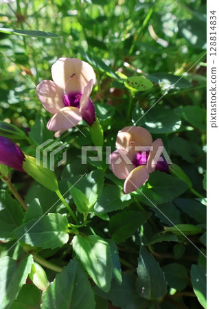 超藍豬耳蘭姆酒葡萄乾花 超藍豬耳蘭姆酒葡萄乾花 128814834