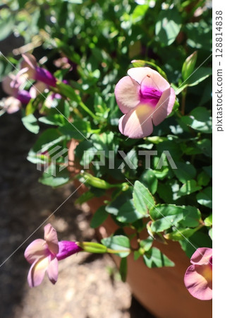 Super Torenia Rum Raisin Flower 128814838