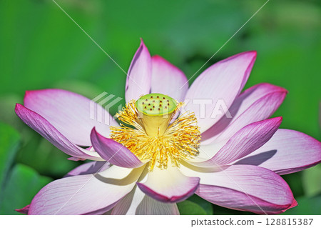 Red hassle flower (summer, July) 128815387