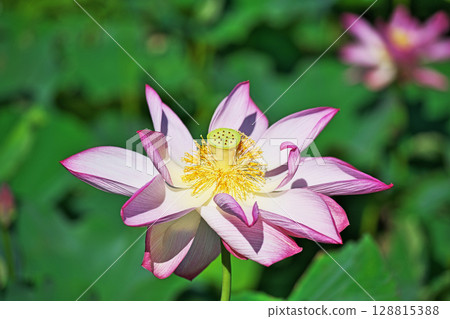 Red hassle flower (summer, July) 128815388