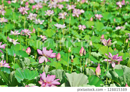 Red hassle flower (summer, July) Red hassle flower (summer, July) 128815389