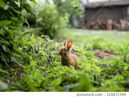 Cute brown rabbit sitting on green grass in backyard garden 128815394