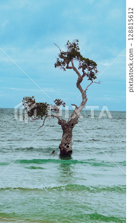 A solitary tall stilt mangrove tree or Rhizophora apiculata stands in the shallow sea against a cloudy sky, creating a unique natural scene in Siquijor island in the Philippines 128815612