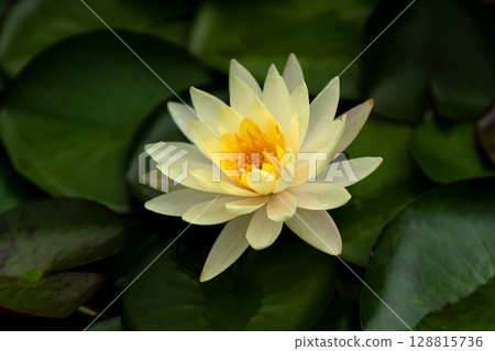 Water lily flower close-up material Water lily flower close-up material 128815736