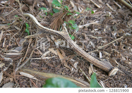 山中發現的鹿角 128815900