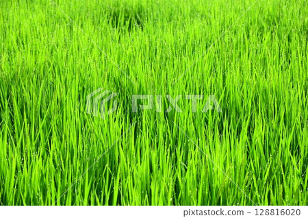 Rice plants with morning dew at the heading stage Rice plants with morning dew at the heading stage 128816020